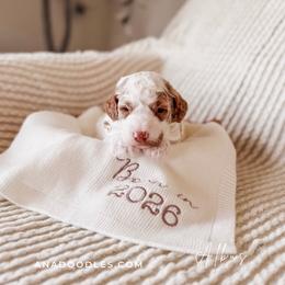 Albus - Parti male Goldendoodle puppy in Cold Spring, Minnesota from A.N.A. Doodles