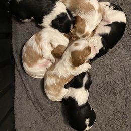 Cavalier King Charles Spaniel Puppies from Sophie’s AKC Cavaliers