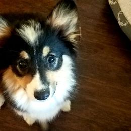 American Corgis from Suzie's Corgis
