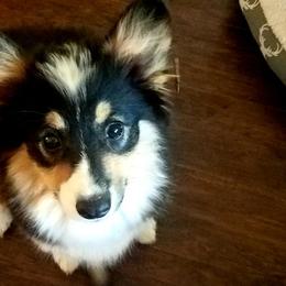American Corgis from Suzie's Corgis