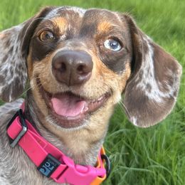 Dachshunds from Remi’s Dapple Dachshunds