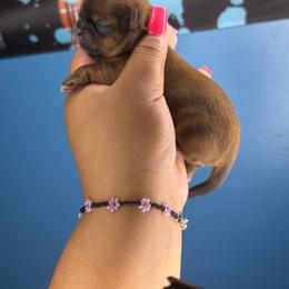 CKC Kazzi - Sable female Shih Tzu puppy in Roseville, Michigan from Diamond Paws LLC