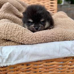 Gomez - Black and tan male Pomeranian puppy in Canandaigua, New York from Fingerlakes Pomeranians