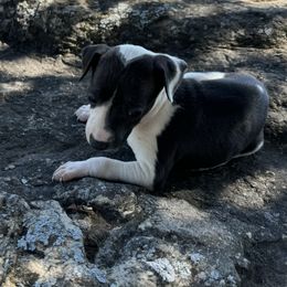 Italian Greyhound Puppies from WAHLTOWAHLIGGYS