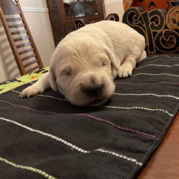 Golden Retriever Puppies from Tupelo Honey Farm's Golden Retrievers