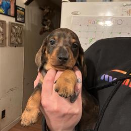 Blue Collar - Dapple male Dachshund puppy in La Pine, Oregon from RoseDox Dachshunds