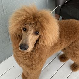 Aussiedoodles, Australian Shepherds, and Poodles from Rocking A Doodles