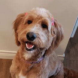 Pancake - Goldendoodle