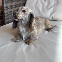 Jewels - Dachshund