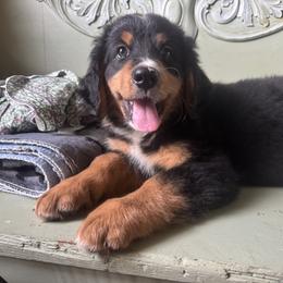 Bernedoodle Puppies from Cove Creek Companions