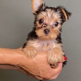 Girl 2 - Black and gold female Yorkshire Terrier puppy in San Diego, California from BC Breeders Association