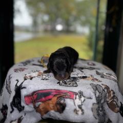 Jack - Black and rust male Beauceron puppy in Scott, Arkansas from Seelingers Beaucerons