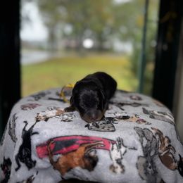 Jack - Black and rust male Beauceron puppy in Scott, Arkansas from Seelingers Beaucerons