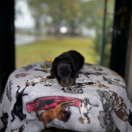 Jack - Black and rust male Beauceron puppy in Scott, Arkansas from Seelingers Beaucerons