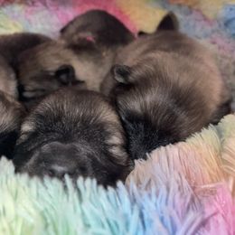 Keeshond Puppies from StarStruck Keeshonden