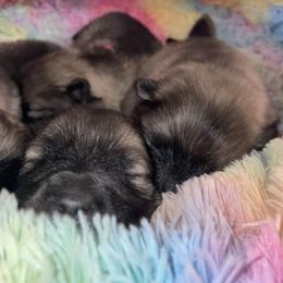 Keeshond Puppies from StarStruck Keeshonden