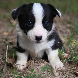 Cider - Black and white female Cardigan Welsh Corgi puppy in Bland, Missouri from Shadey Lane Corgis