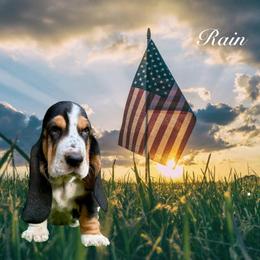 Rain - Black white and brown female Basset Hound puppy in Dingess, West Virginia from Tuckers' Howling Hounds