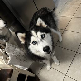 Bella - Siberian Husky