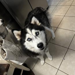 Bella - Siberian Husky