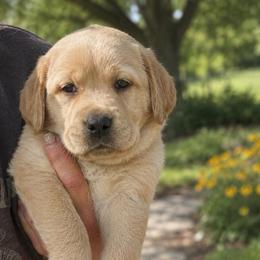 Promise - Yellow female Dilute Retriever puppy in Baldwin City, Kansas from Hedge Lane Labradors