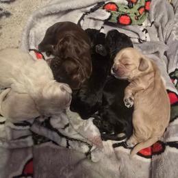 Puppy 3 - Buff male Cocker Spaniel puppy in Gainesville, Florida from Lady's Cocker Spaniels