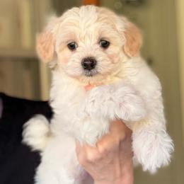 Kandi - Cream female Havapoo puppy in Roseburg, Oregon from Sharon’s Sheepadoodle’s