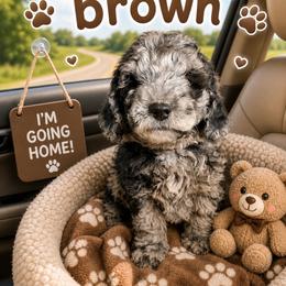 Anthony brown collar - Merle male Goldendoodle puppy in North Branch, Michigan from Graceful Miniature Goldendoodles
