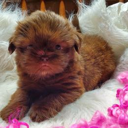Chocolate Female - Liver female Shih Tzu puppy in Hillsdale, Michigan from Prairie Fen Farm