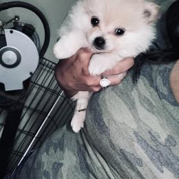 Bear - Cream male Pomeranian puppy in Amarillo, Texas from Panhandle Poms