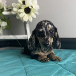 Ebony - Dapple female Dachshund puppy in Gilbertsville, Kentucky from DeLaunes Dachshunds