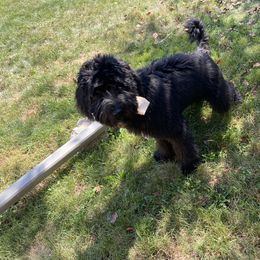 Bernedoodle and Goldendoodle All Grown Up from A.N.A. Doodles
