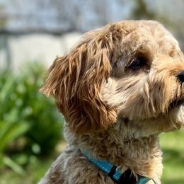 Meadow - Cavapoo