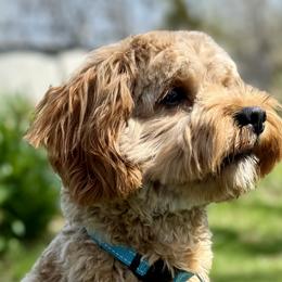 Meadow - Cavapoo