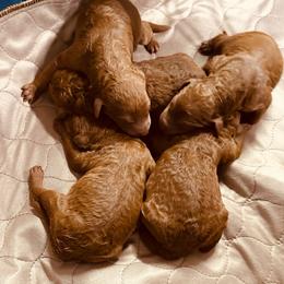 Boy 2 - Red  male Poodle puppy in Dayton, Texas from Wolfe Island Poodles
