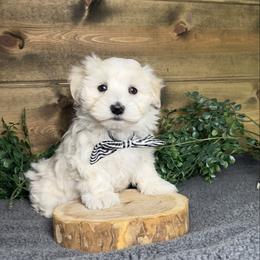 Charles - White male Maltipoo puppy in Middlebury, Indiana from Pine Grove Canines
