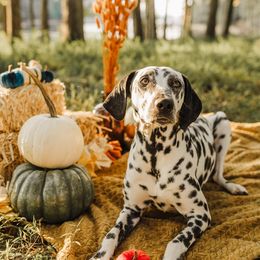 Dalmatians from Dixon Dalmatians