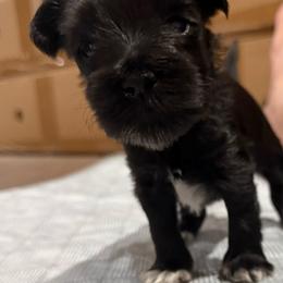 Cookies amazing black girl - Black female Miniature Schnauzer puppy in Forest, Virginia from Prestige Kennel LLC