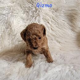 Gizmo - Red  male Poodle puppy in Montrose, Pennsylvania from Tales Of Joy