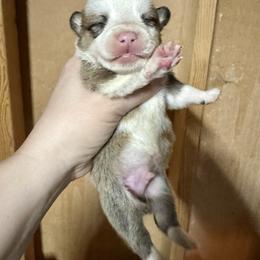 Sable boy 1 - Sable male Pembroke Welsh Corgi puppy in Clinton, Tennessee from High Hopes Farm