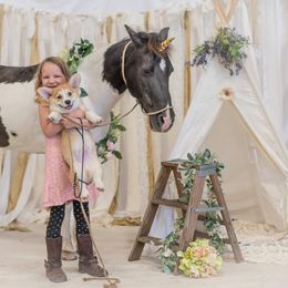 Pembroke Welsh Corgi All Grown Up from BellamyHills Corgis