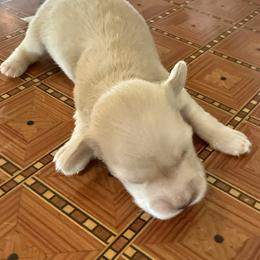 Teddy - Cream male Dachshund puppy in Salem, Oregon from Longdox Mini Dachshunds