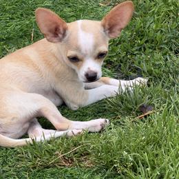 Pinto - Cream and white male Chihuahua puppy in Amity, Pennsylvania from Rhoda and Verna