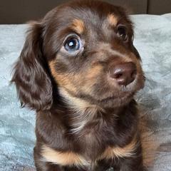 Rolo - Chocolate and tan male Dachshund puppy in Tucson, Arizona from Joplin's Hippo House