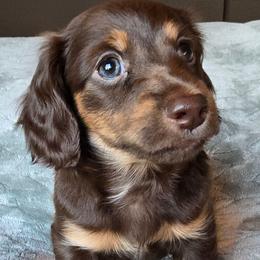 Rolo - Chocolate and tan male Dachshund puppy in Tucson, Arizona from Joplin's Hippo House