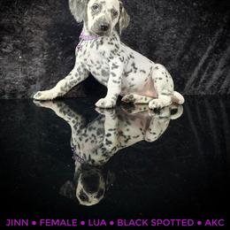 Jinn (LUA) - White and black female Dalmatian puppy in Salem, Missouri from Paradise Spots Dalmatians