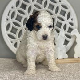 Girl e - Tri-color female Bernedoodle puppy in Russiaville, Indiana from Pleasant Creek Minibernedoodles