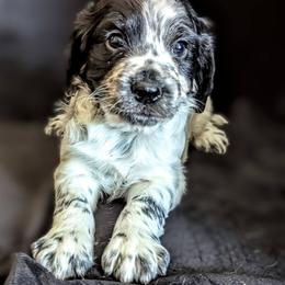 Working home only. Not suitable for pet or companion homes - Blue roan male English Cocker Spaniel puppy in Phillips, Nebraska from Fenloch Gundogs