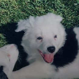 Border Collies from Triple Shot Border Collies