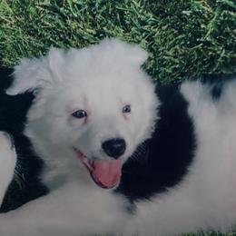 Border Collies from Triple Shot Border Collies